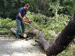 Why Choose Our Tree Removal Services in Rhome, TX?