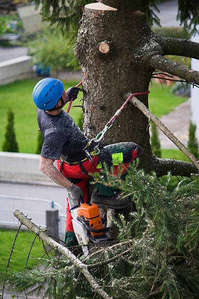 Reliable Rhome, TX  Tree Services Solutions